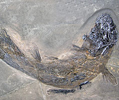 Foto: Der fossile Quastenflosser (Coelacanthus granulatus)